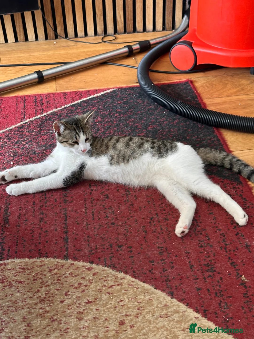 Mixed Breed cats for sale: 4 Beautiful kittens for sale - Advert 2