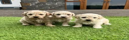 Poochon dogs for sale: Poochon Puppies F1  in Kidwelly - Advert 2