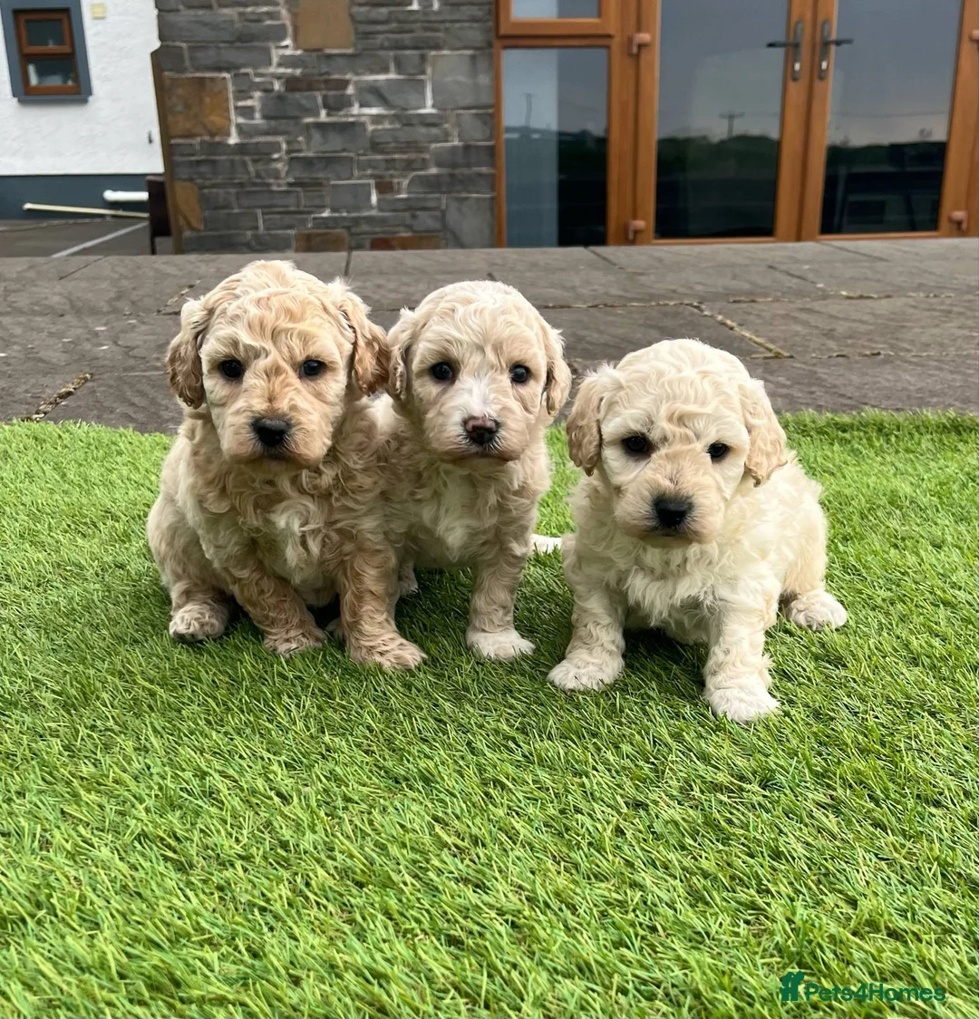 Poochon dogs for sale: Poochon Puppies F1  in Kidwelly - Advert 2