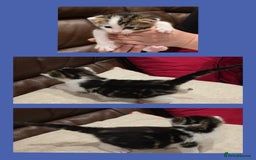 Domestic Shorthair cats for sale: Beautiful kittens ready 11th Sept - Image 10