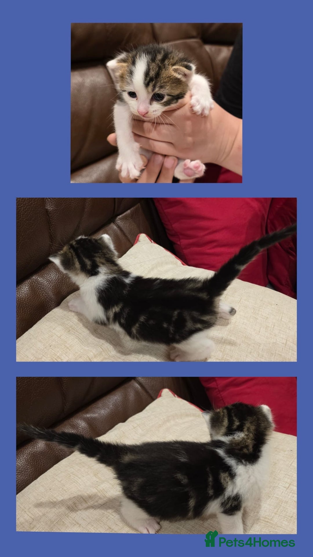 Domestic Shorthair cats for sale: Beautiful kittens ready 11th Sept - Image 10