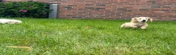 Miniature Dachshund dogs for sale: LAST ONE Long coat Cream miniature dachshund - Advert 21