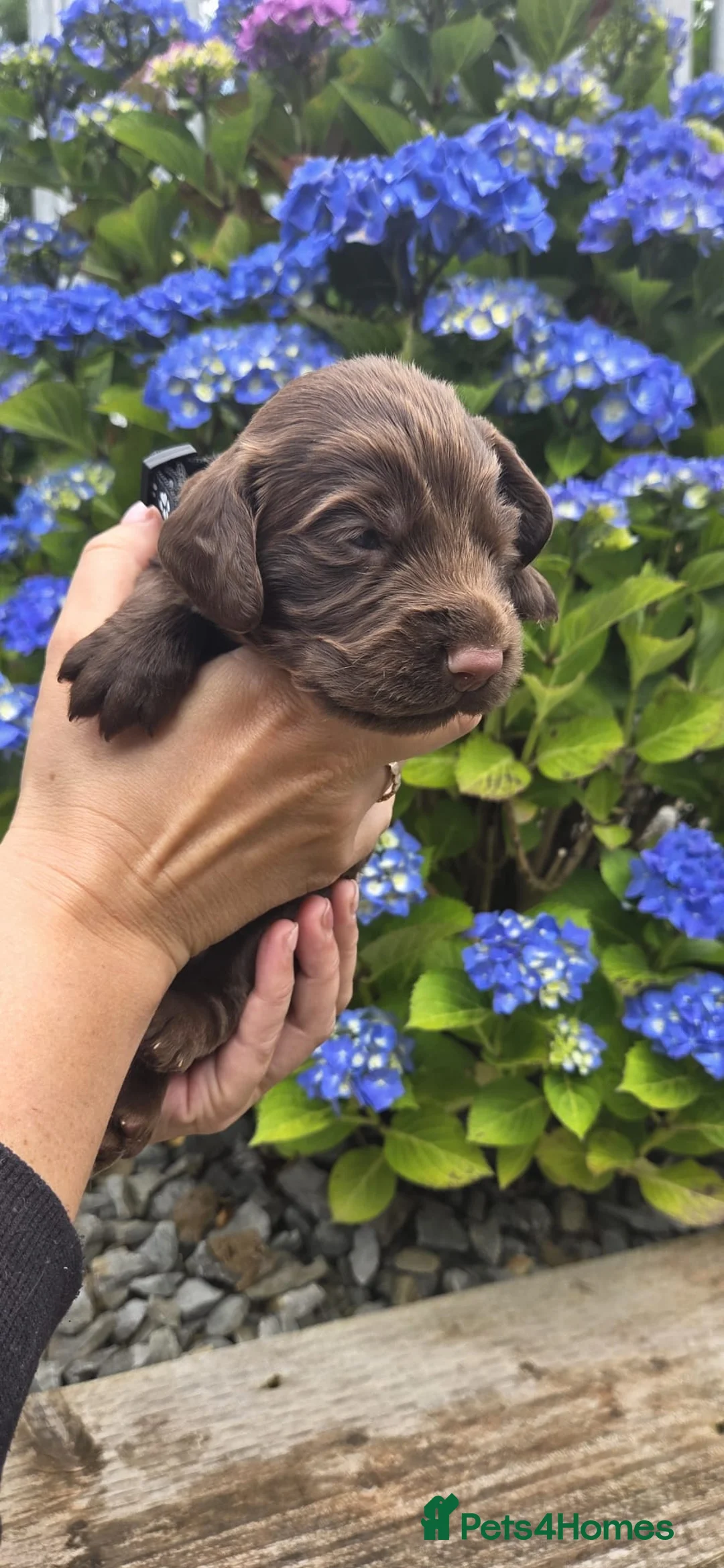 Sprocker dogs for sale: Working sprocker in Bucknell - Advert 22