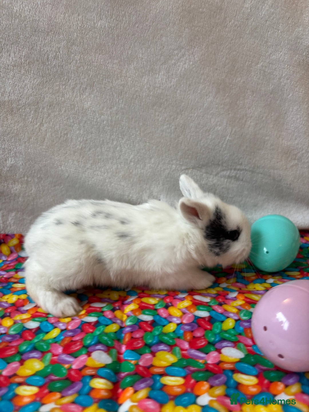 Mixed Breed rabbits for sale: 3 Baby Bunnies - Ready for their forever home! - Advert 3