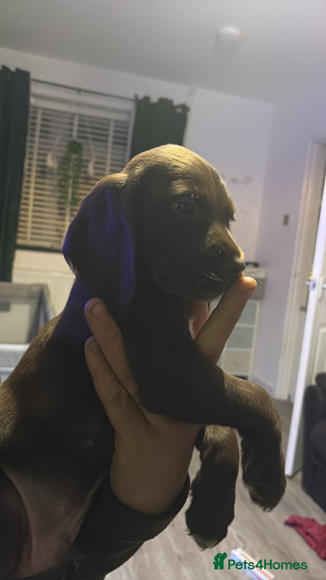 Cockerdor dogs for sale: Cockerdors  - Advert 16