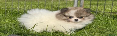 Pomeranian 2