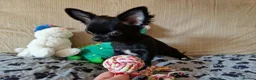 Chihuahua dogs for sale: REDUCED Last Pup Left! Chihuahua Puppy READY NOW - Advert 9