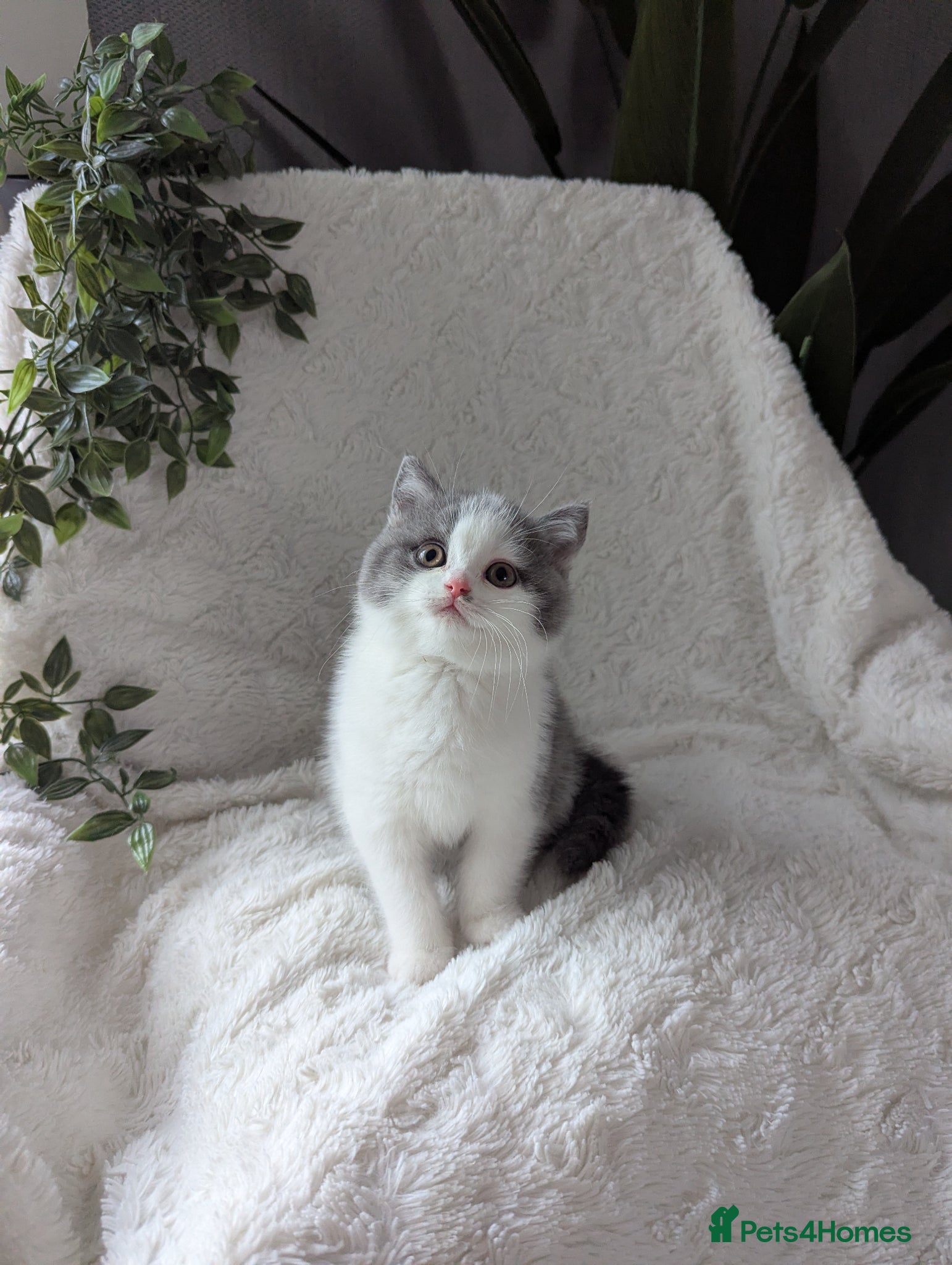 British Shorthair cats for sale: Pedigree bicolour blue British shorthair boy - Advert 1
