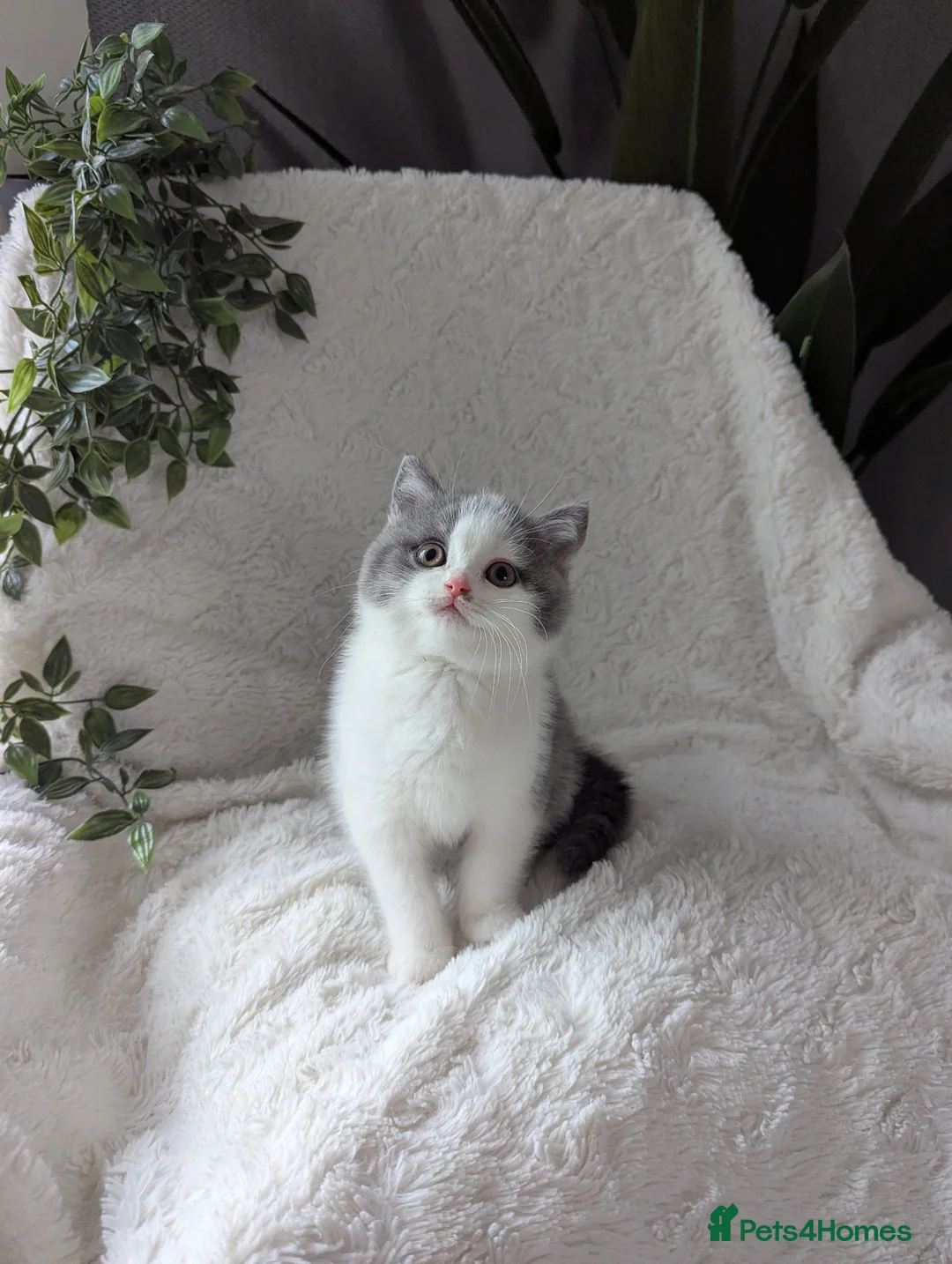 British Shorthair cats for sale: Pedigree bicolour blue British shorthair boy - Advert 1