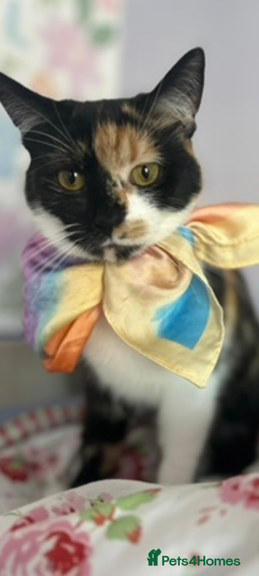 British Shorthair cats for sale: Four Adorable Kittens 🤍 - Advert 23