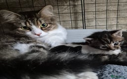 Siberian cats for sale: Beautiful Siberian x BSH kittens  - Image 1