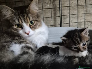 Siberian cats - Advert 28