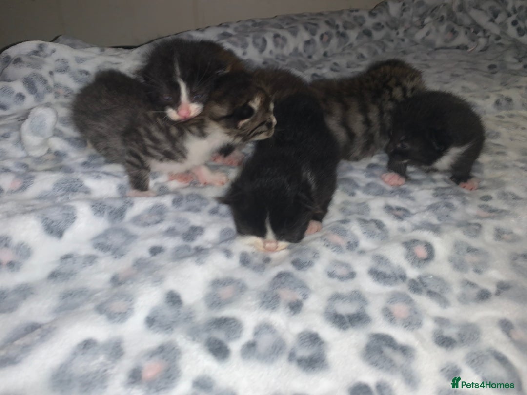 Mixed Breed cats for sale: Bright tabby’s and black kittens  - Advert 18