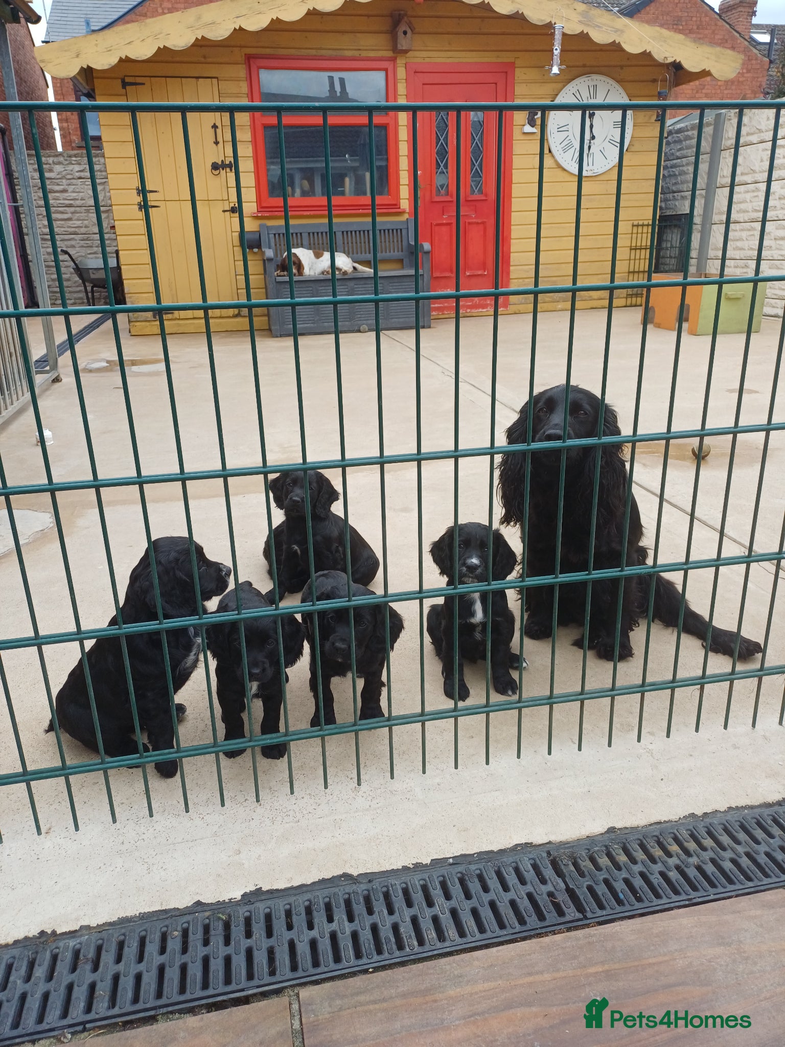 Cocker Spaniel dogs EXELLENT  BRED WORKING COCKER PUPPIES  - Advert 5