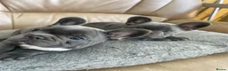 French Bulldog dogs for sale:  Adorable French Bulldog Puppies ❤️🐾 - Advert 16