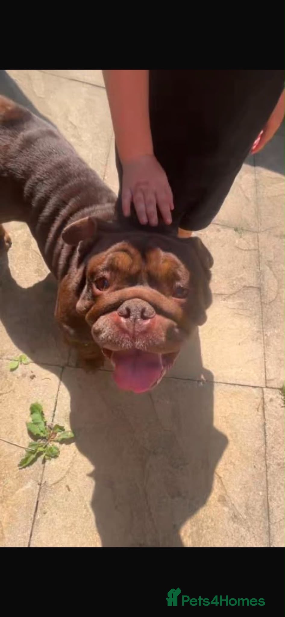 English Bulldog dogs English bulldog - Advert 8