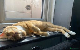 Mixed Breed cats for sale: Gorgeous boy for rehoming🐱 READ DESCRIPTION!!  - Image 4