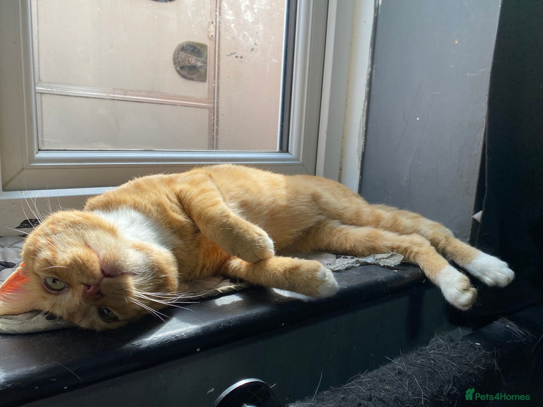 Mixed Breed cats for sale: Gorgeous boy for rehoming🐱 READ DESCRIPTION!!  - Image 4