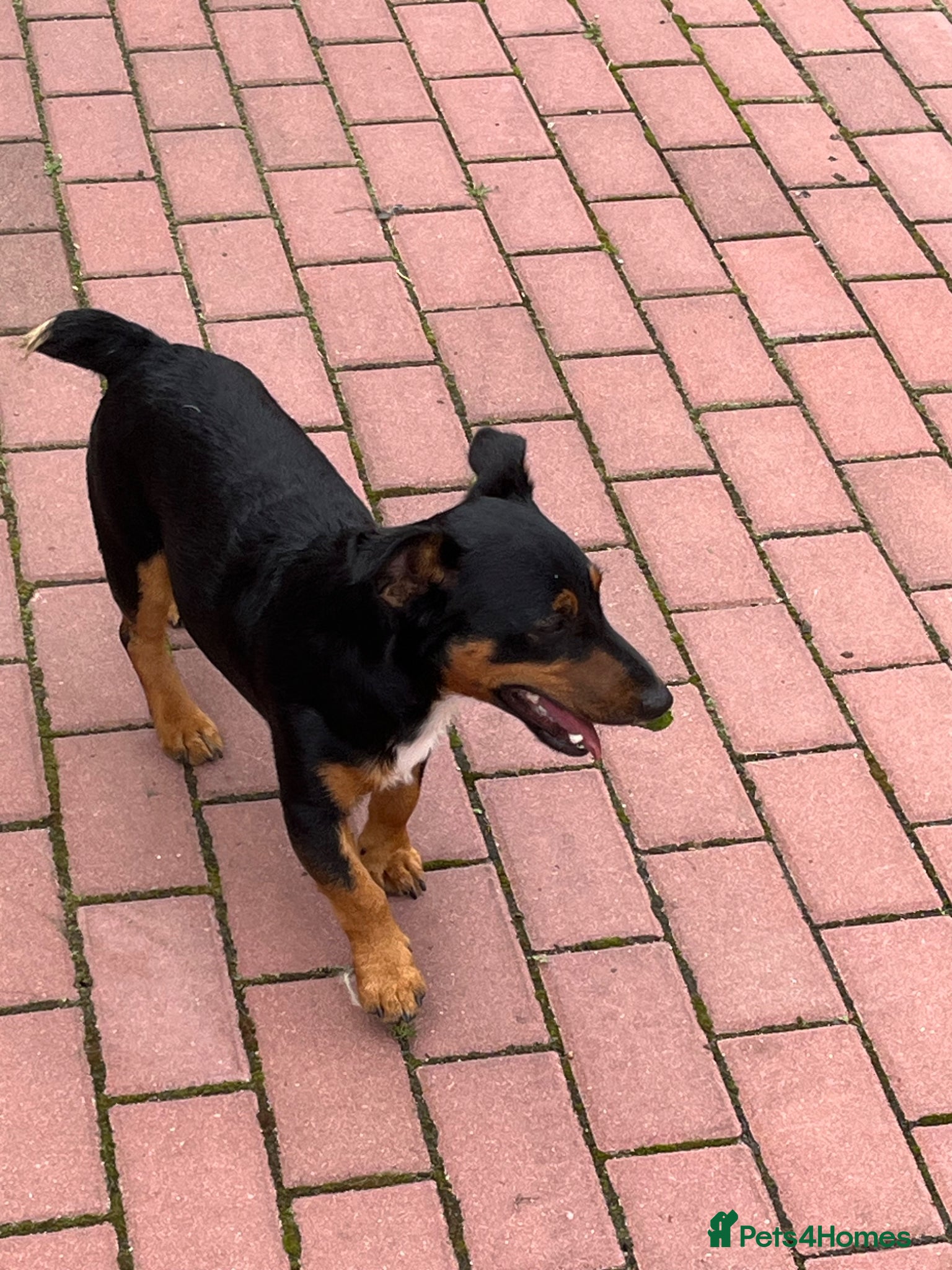 Jack Russell dogs Joyful Jerry - Advert 3