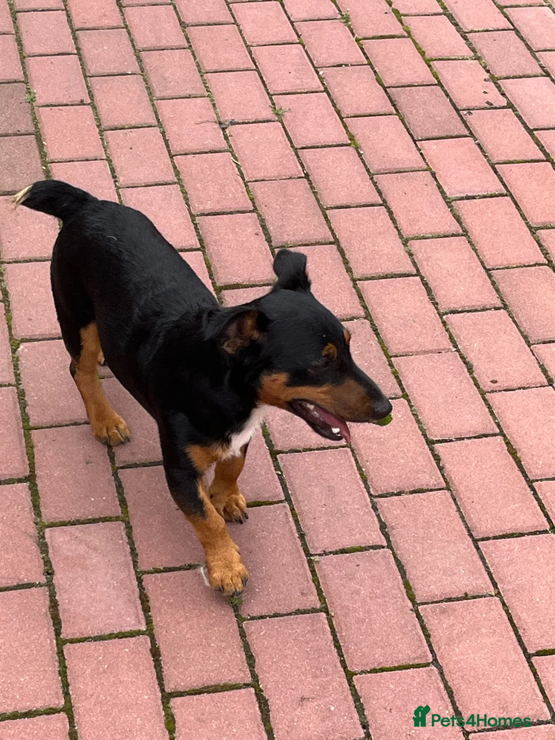 Jack Russell dogs for stud: Joyful Jerry in Romford - Advert 1