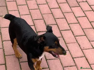 Jack Russell dogs Joyful Jerry - Advert 3