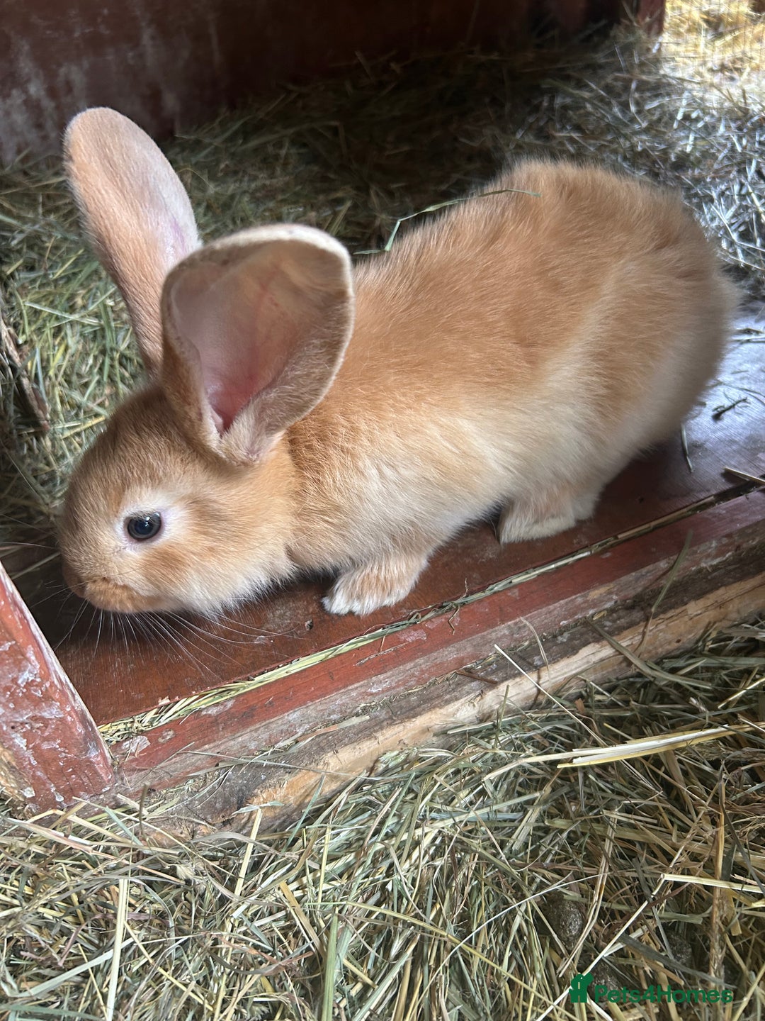 Continental Giant rabbits for sale: Yellow Continental Giant Kits. Ready to RESERVE - Image 9