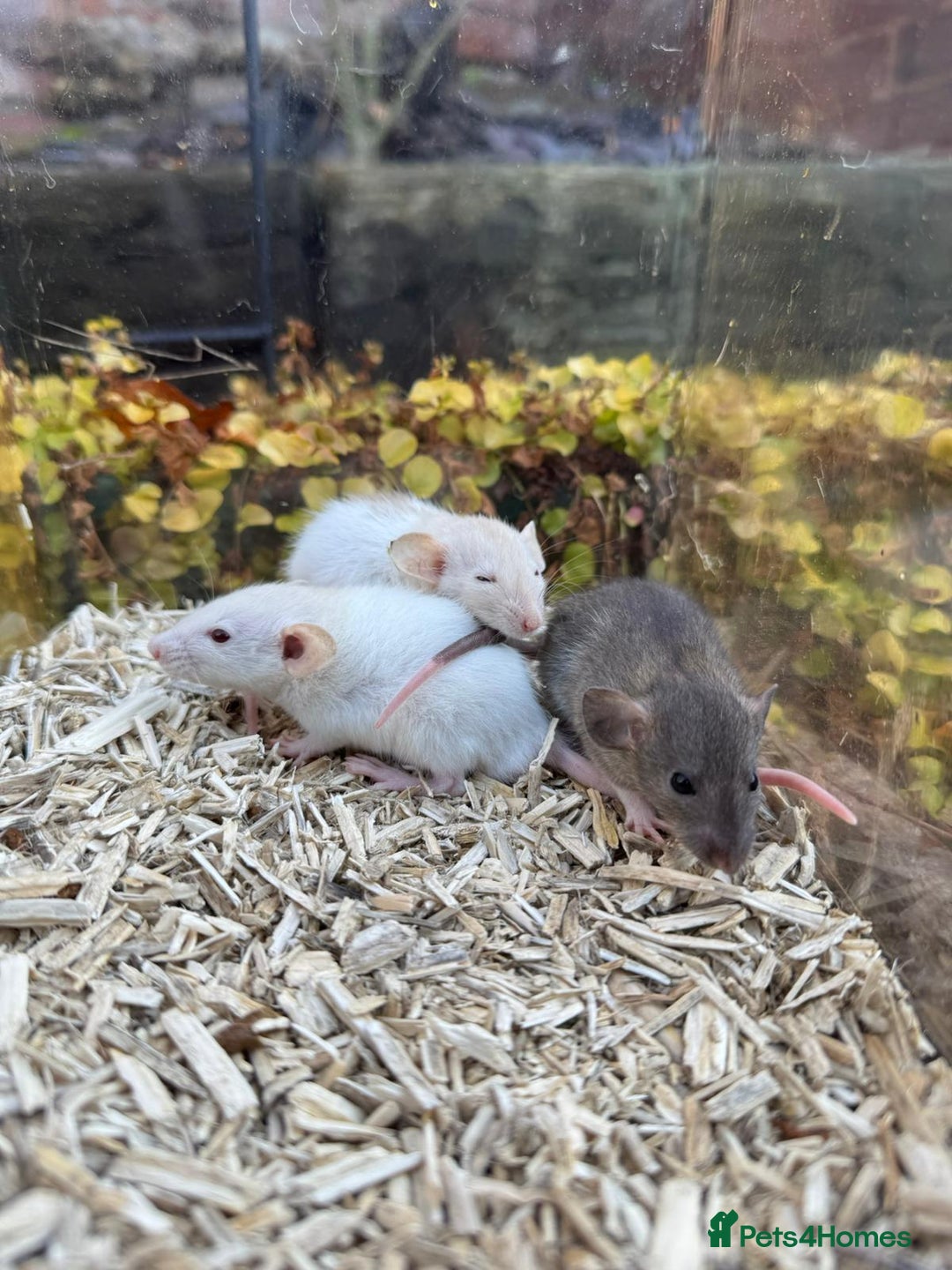 Rat rodents for sale: Beautiful baby full size and dwarf rats ready 9Dec - Advert 3