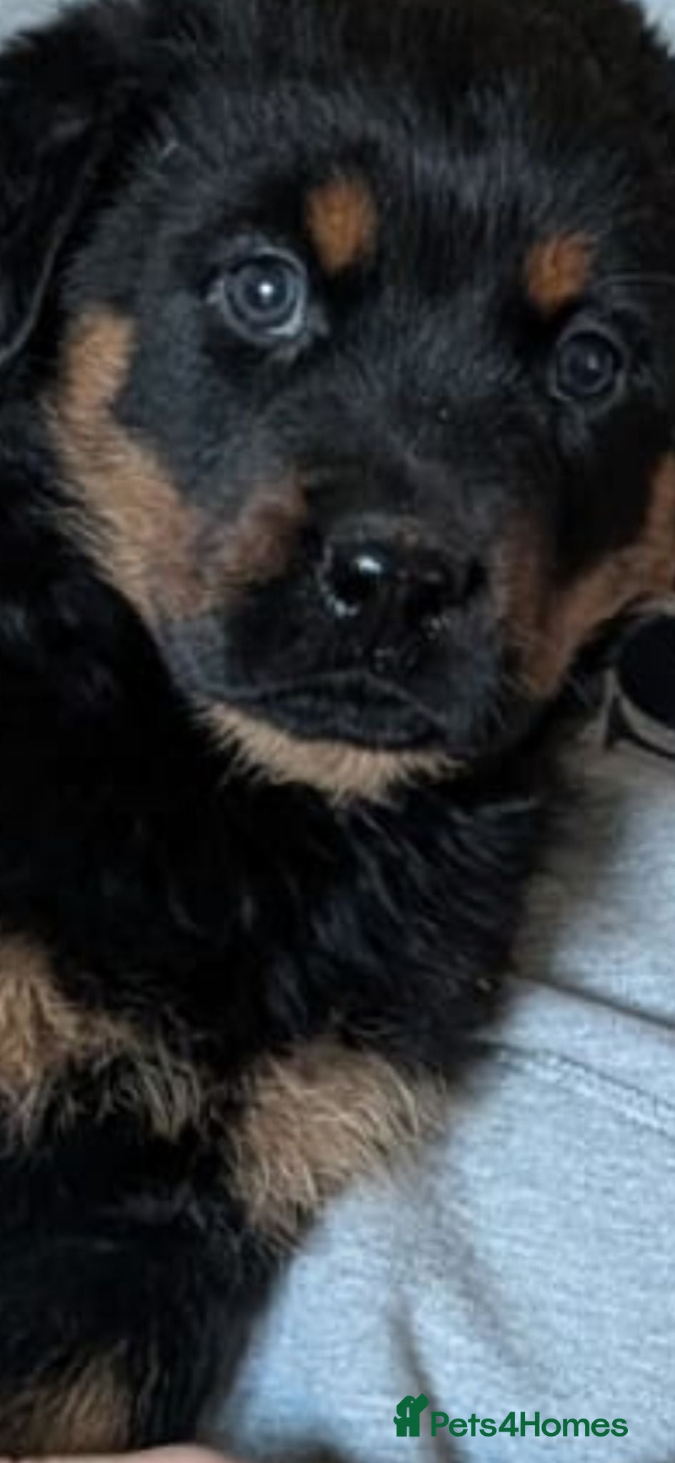 Rottweiler dogs Shepweiller puppies  - Advert 7
