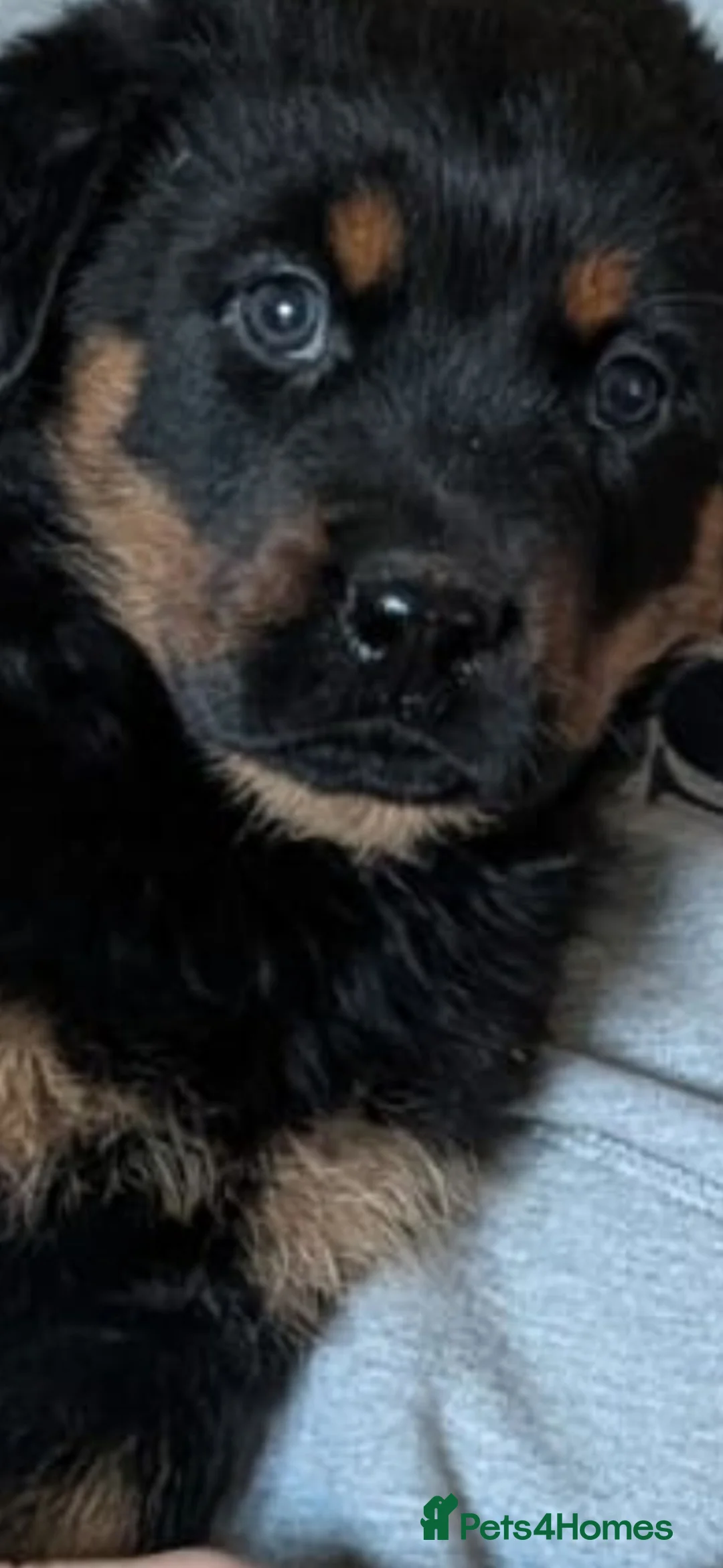 Rottweiler dogs for sale: Shepweiller puppies  - Advert 1