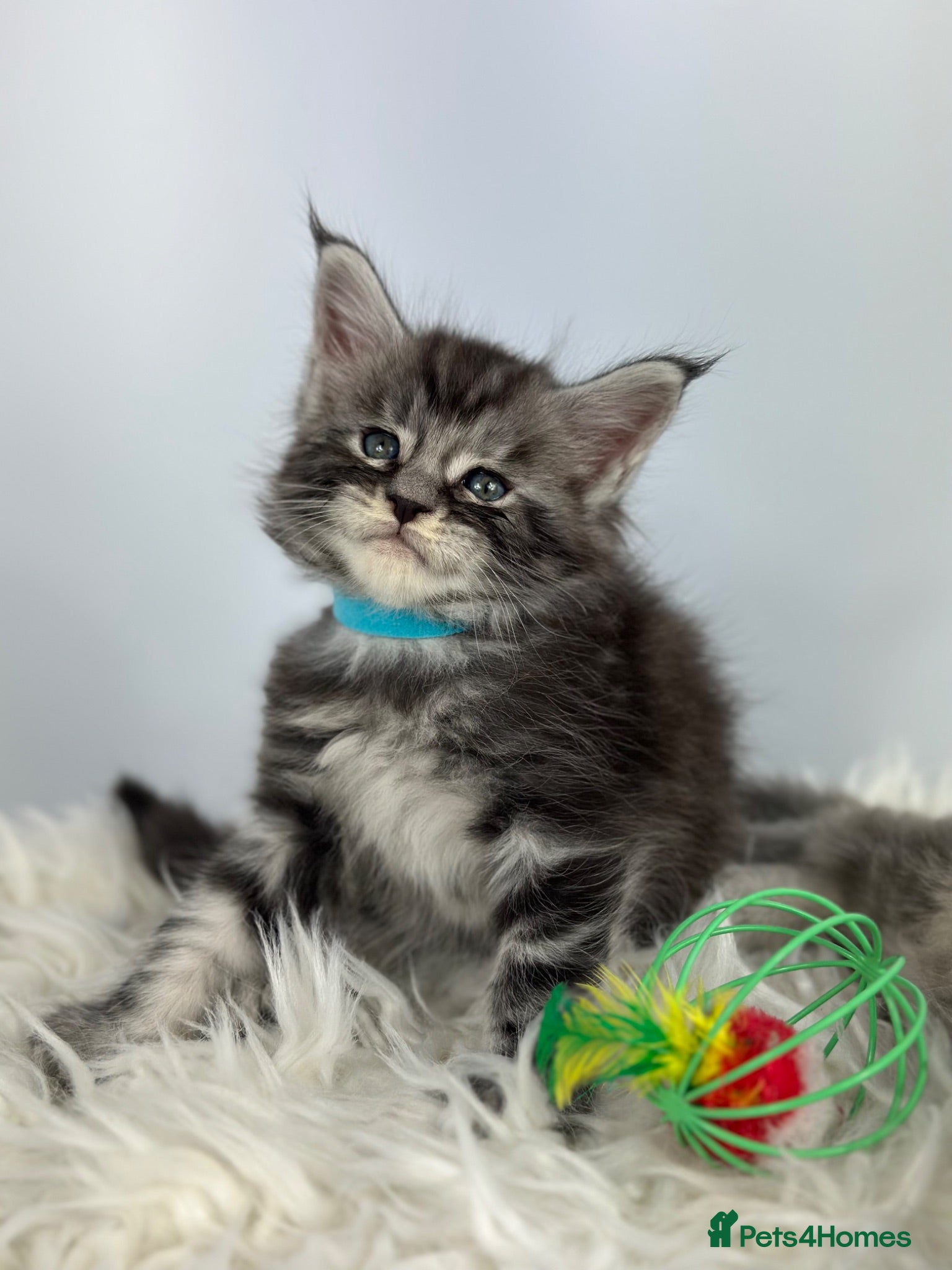 Maine Coon cats ✨7 Gorgeous Pure Breed Maine Coon Kittens✨ - Advert 1