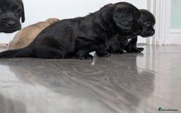 Dachshund dogs for sale: Dachshund x puppies male 2x long haired  - Image 11