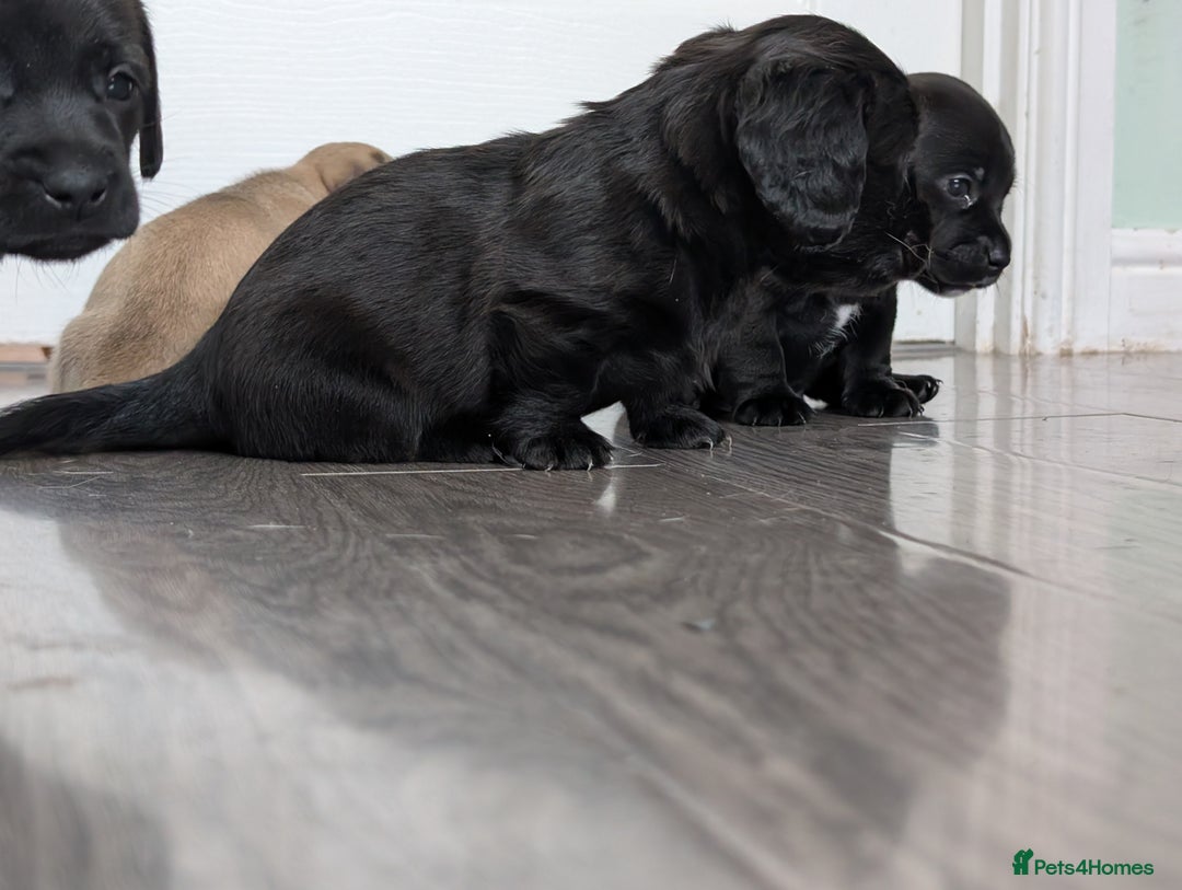 Dachshund dogs for sale: Dachshund x puppies male 2x long haired  - Image 11