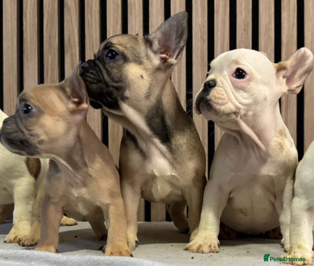French Bulldog dogs for sale: KC REGISTERED FRENCH BULLDOG 🐶 - Advert 27