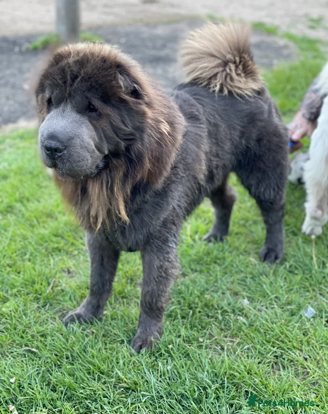Shar Pei dogs for stud: BEST 🏆 Blue bear & chocolate & tan bear 🐻 in Hornchurch - Advert 14