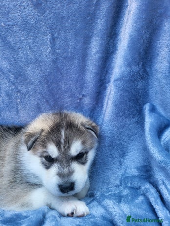 Siberian Husky dogs - Advert 1