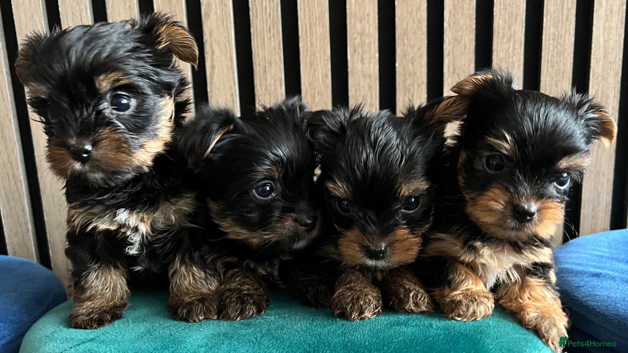 Yorkshire Terrier dogs Tiny pedigree Yorkie pups.  - Advert 1
