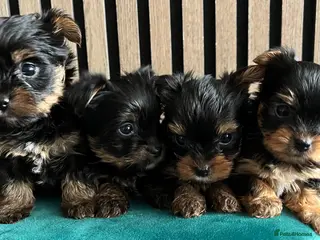 Yorkshire Terrier dogs Tiny pedigree Yorkie pups. - Advert 1