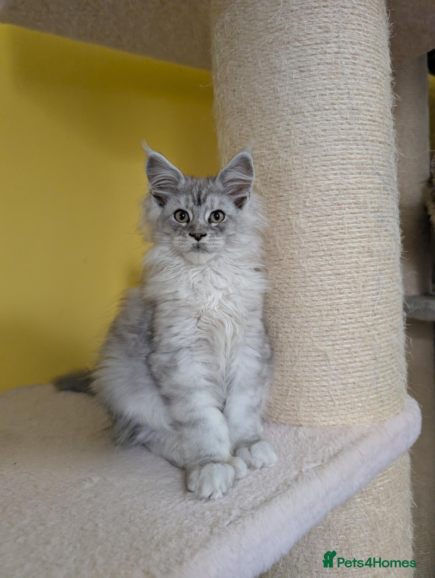 Maine Coon cats TICA Registered Maine Coon Kittens  - Advert 15