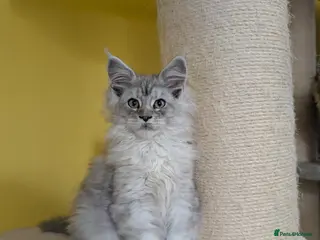 Maine Coon cats TICA Registered Maine Coon Kittens - Advert 15