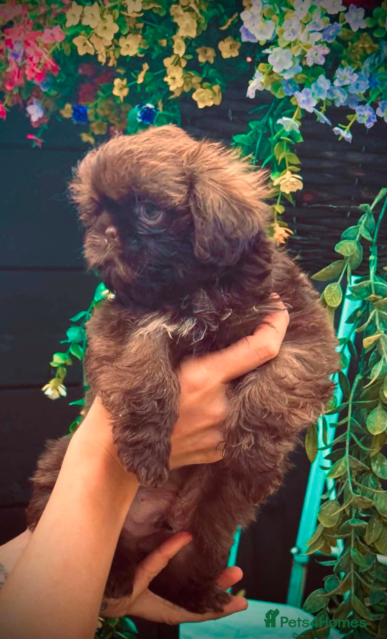 Shih Tzu dogs Reduced !Beautiful imperial choc & lav Shihzu pup  - Advert 1
