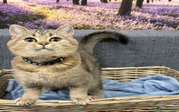 British Shorthair cats for sale: Stunning BSH golden/silver Kittens TICA - Advert 20