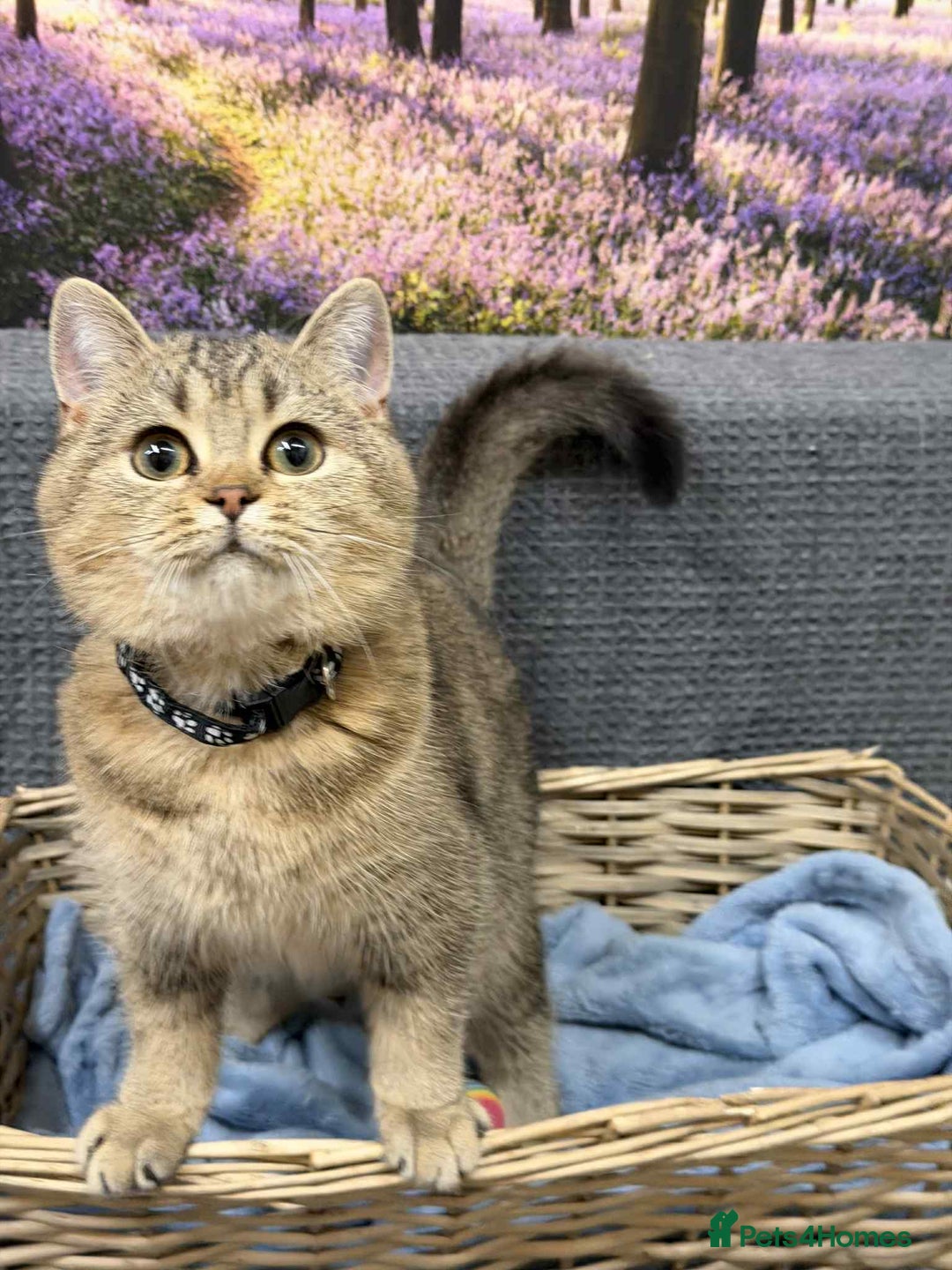 British Shorthair cats for sale: Stunning BSH golden/silver Kittens TICA - Advert 20