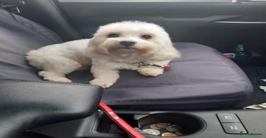 Maltipoo dogs - Advert 3