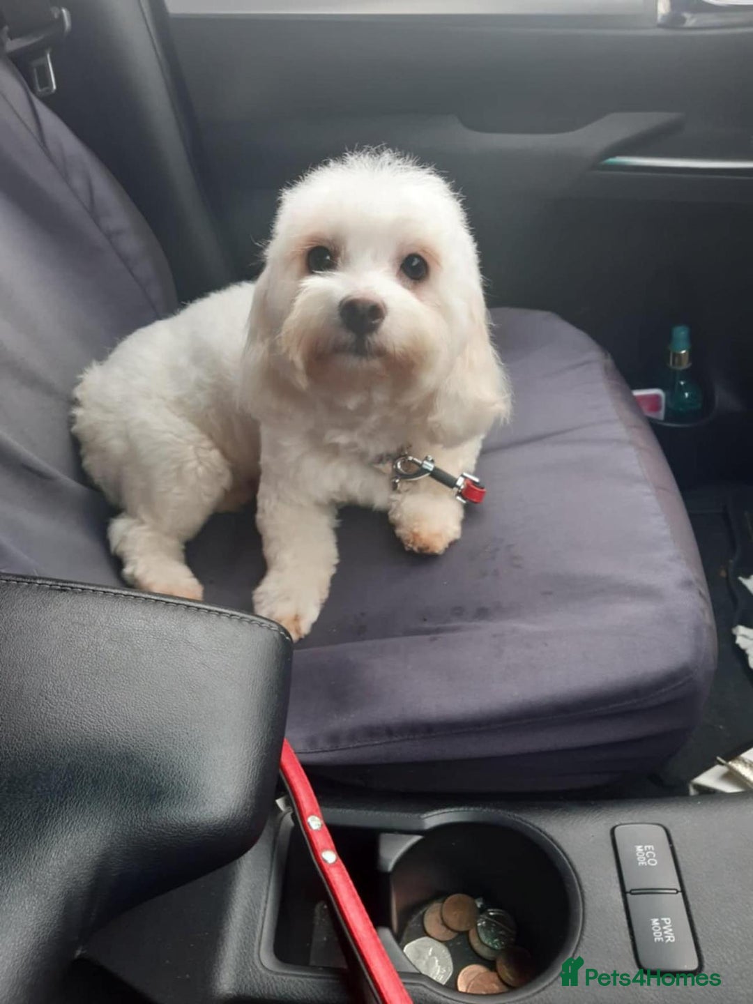 Maltipoo dogs for sale: Tiny Multipoo puppies  - Image 3
