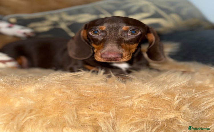Miniature Dachshund dogs - Advert 5