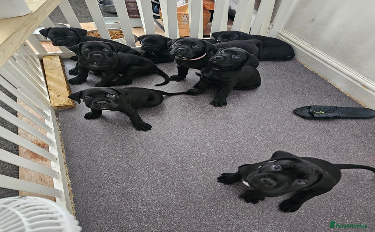 Cane Corso dogs - Advert 3