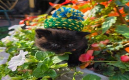 British Shorthair cats for sale: NICE BLACK KITTENS LOOKING FOR NEW HOME  - Image 7