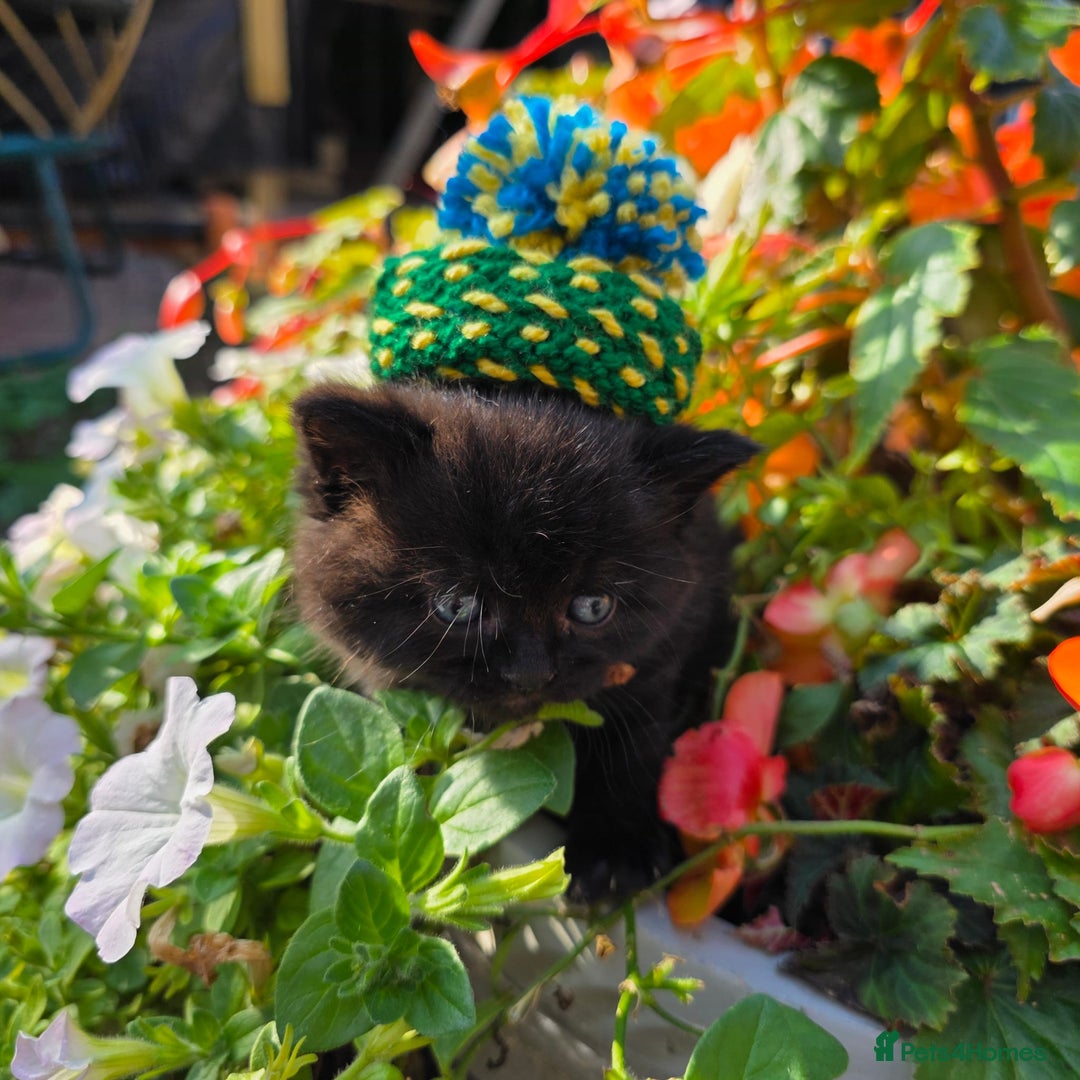 British Shorthair cats for sale: NICE BLACK KITTENS LOOKING FOR NEW HOME  - Image 7