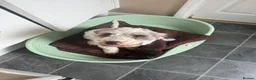 Cockapoo dogs for sale: Pringles 2yr old cockapoo - Advert 3