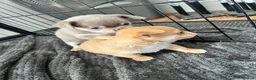 Chihuahua dogs for sale: Chihuahua puppies 2 boys kc registered  - Advert 26